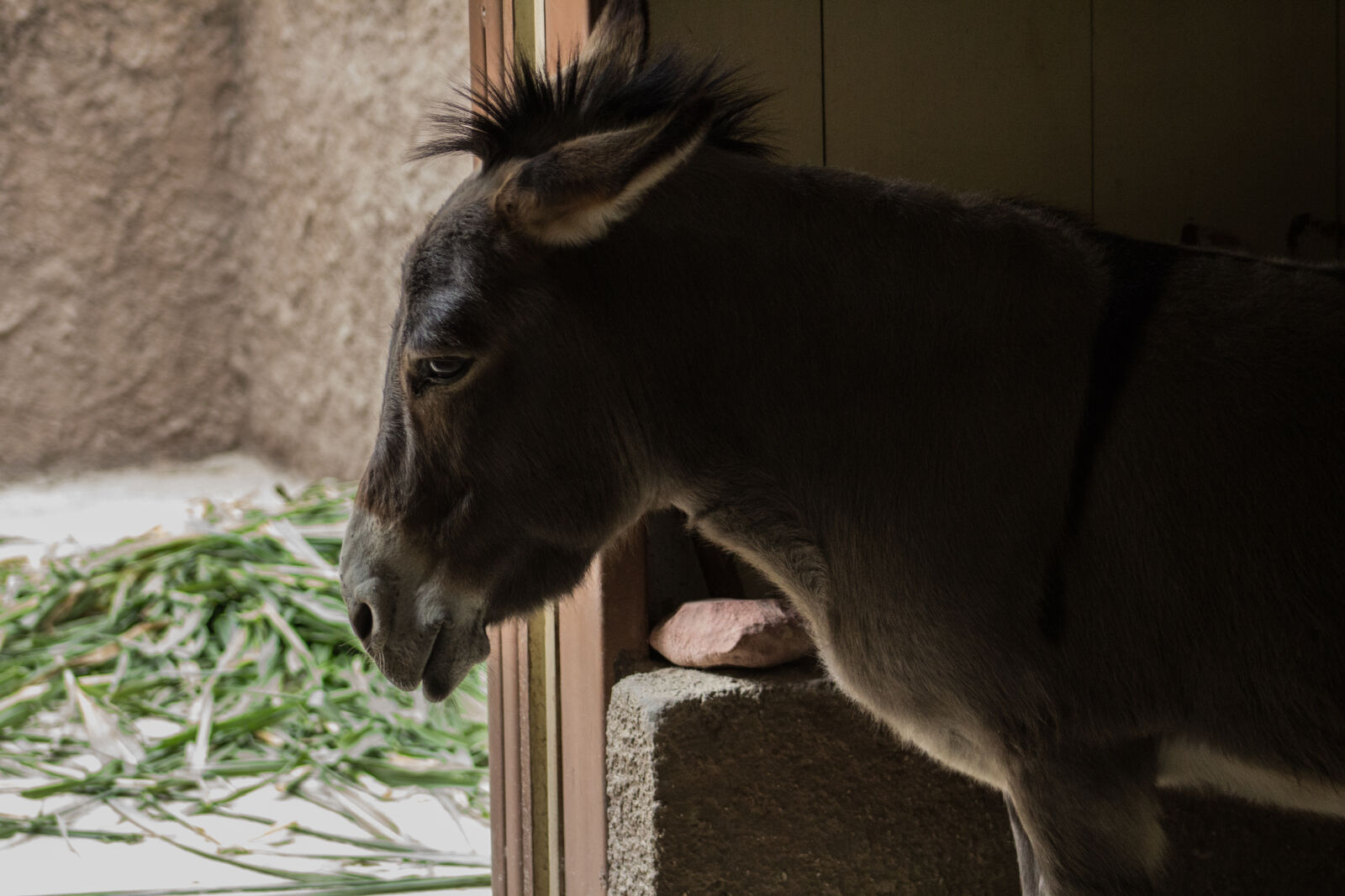 Canon EF 75-300mm f/4-5.6 sample photo. Burrito, burro, donkey photography