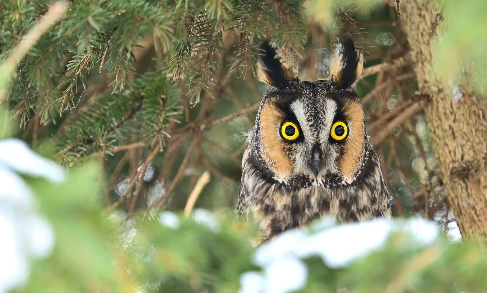 Nikon D850 sample photo. Long eared owl, forest photography