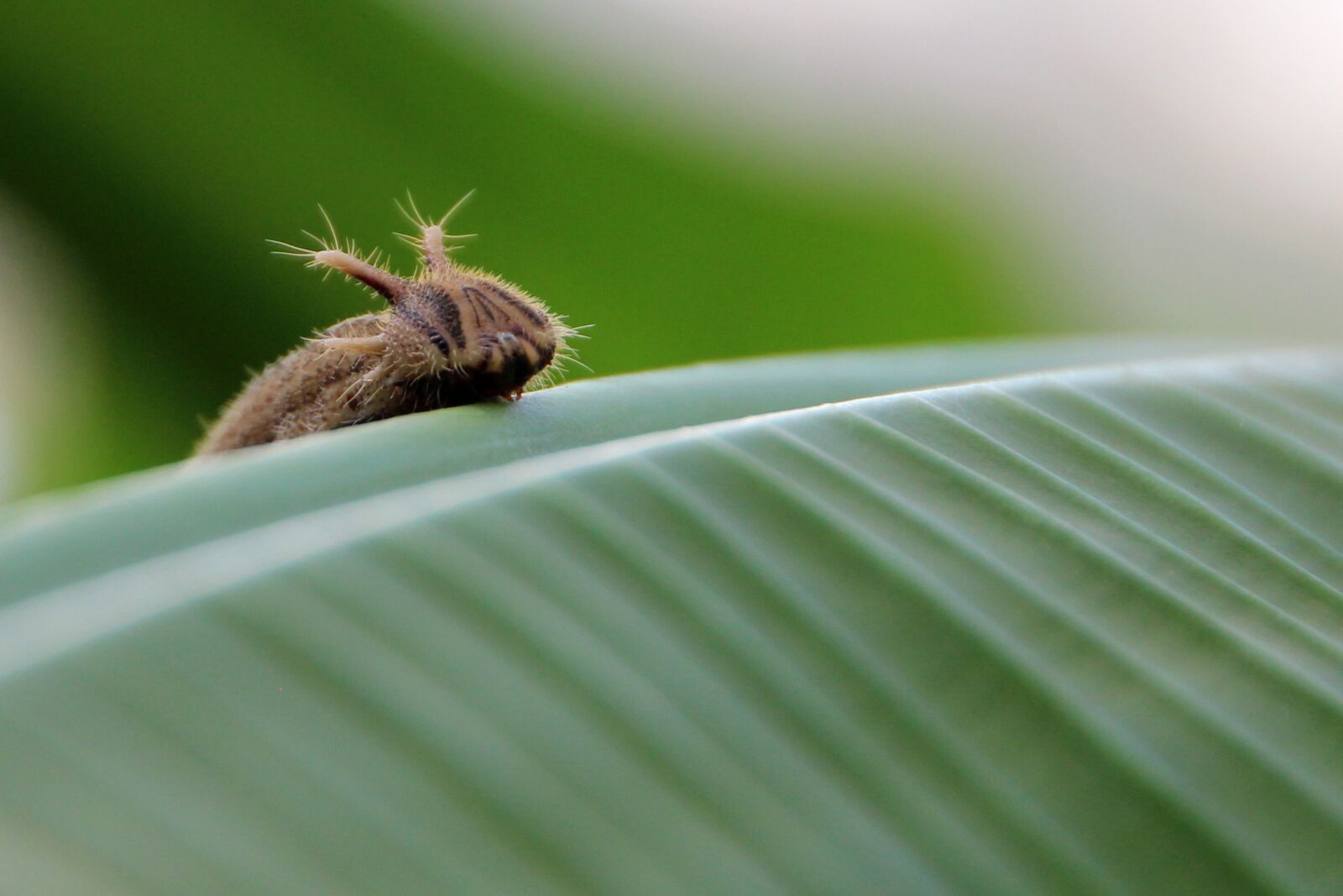 Canon EOS 600D (Rebel EOS T3i / EOS Kiss X5) sample photo. Caterpillar, butterfly caterpillar, butterfly photography