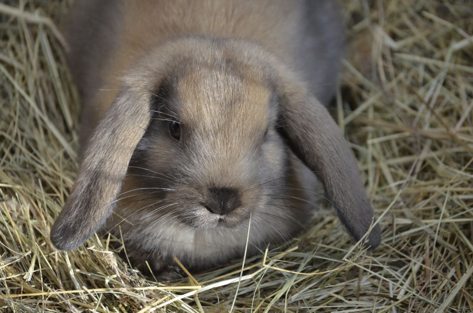 Nikon D5100 sample photo. Dwarf hare, brown, floppy photography
