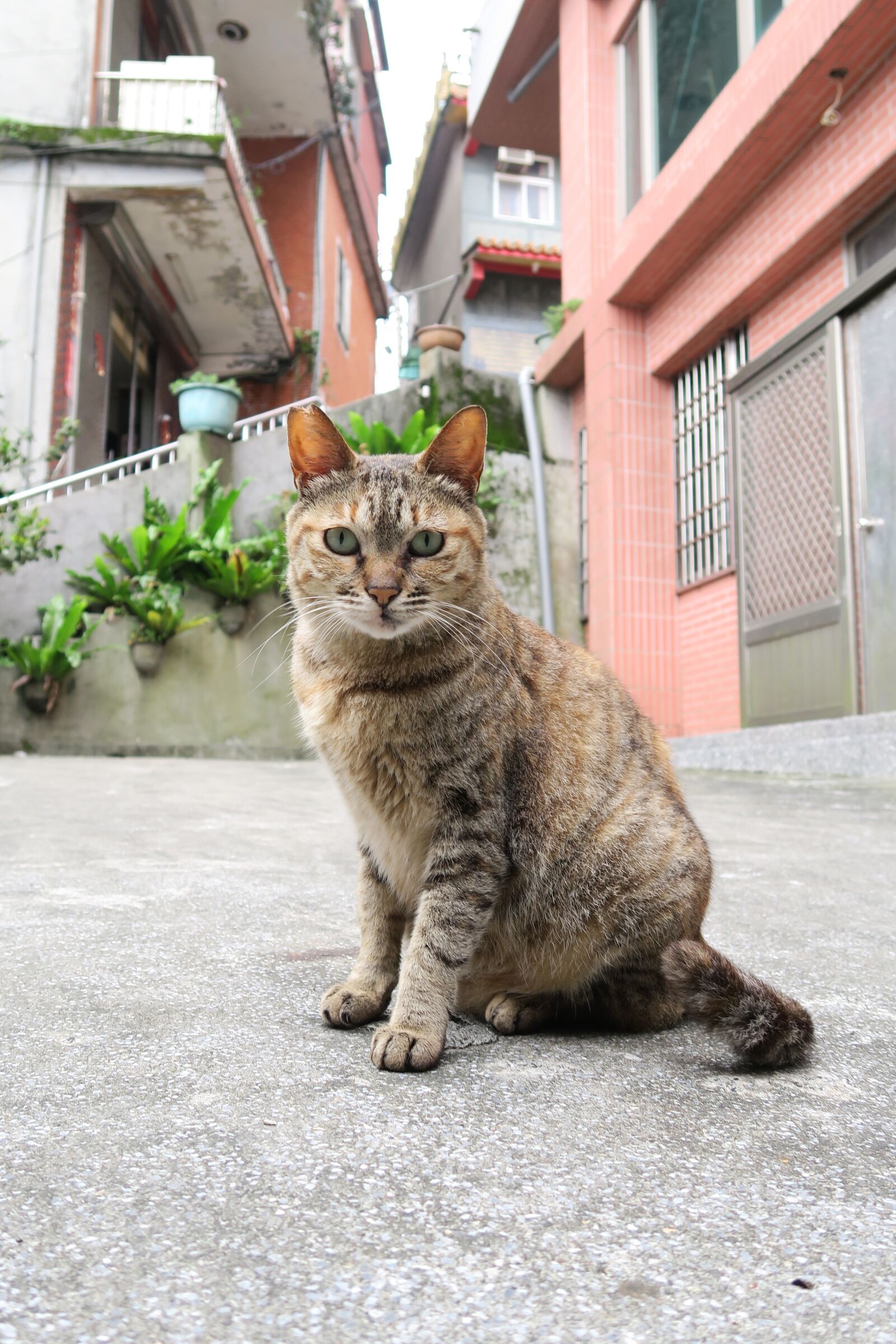 Canon PowerShot G7 X sample photo. Animal, cat, portrait photography