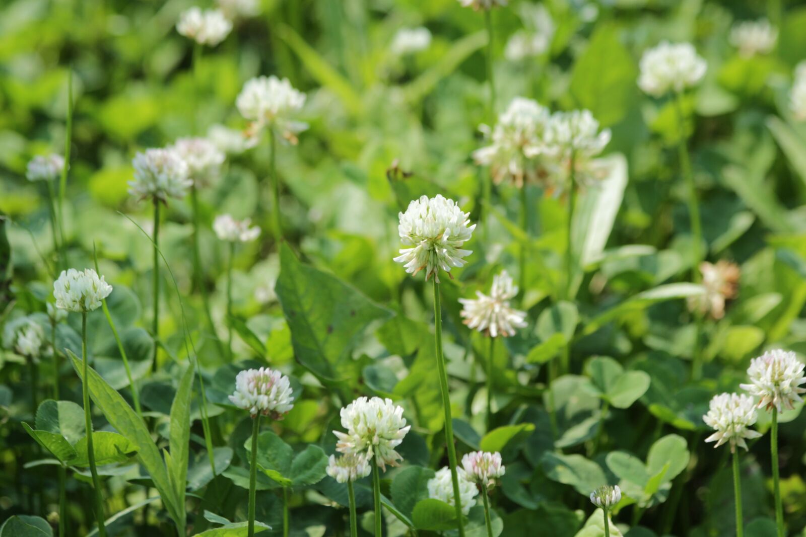 Canon EOS 650D (EOS Rebel T4i / EOS Kiss X6i) sample photo. Clover, bloom, white clover photography