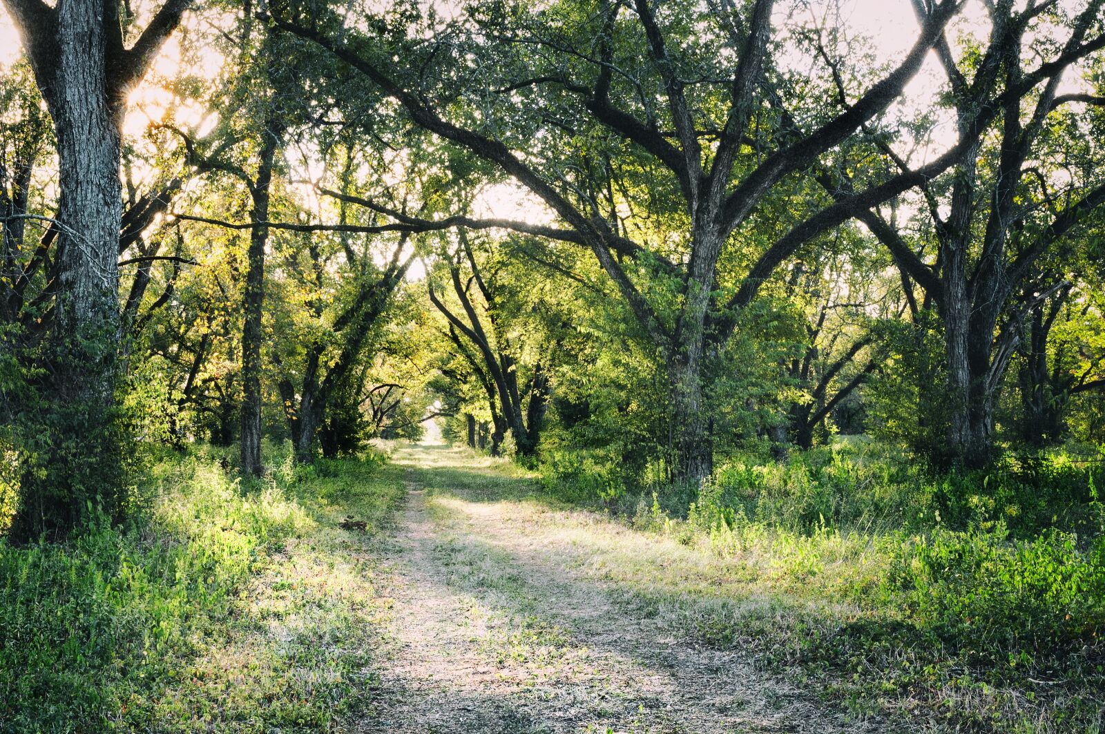 Nikon D300 sample photo. Pecan, agriculture, trail photography