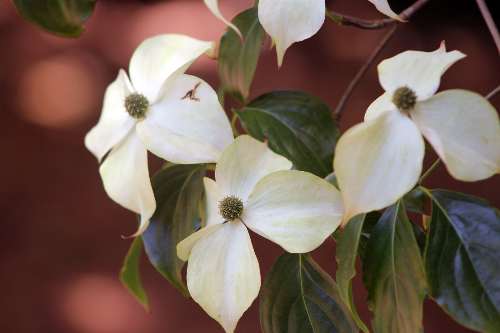 Canon EF 75-300mm f/4-5.6 sample photo. Dogwood, flower, tree photography