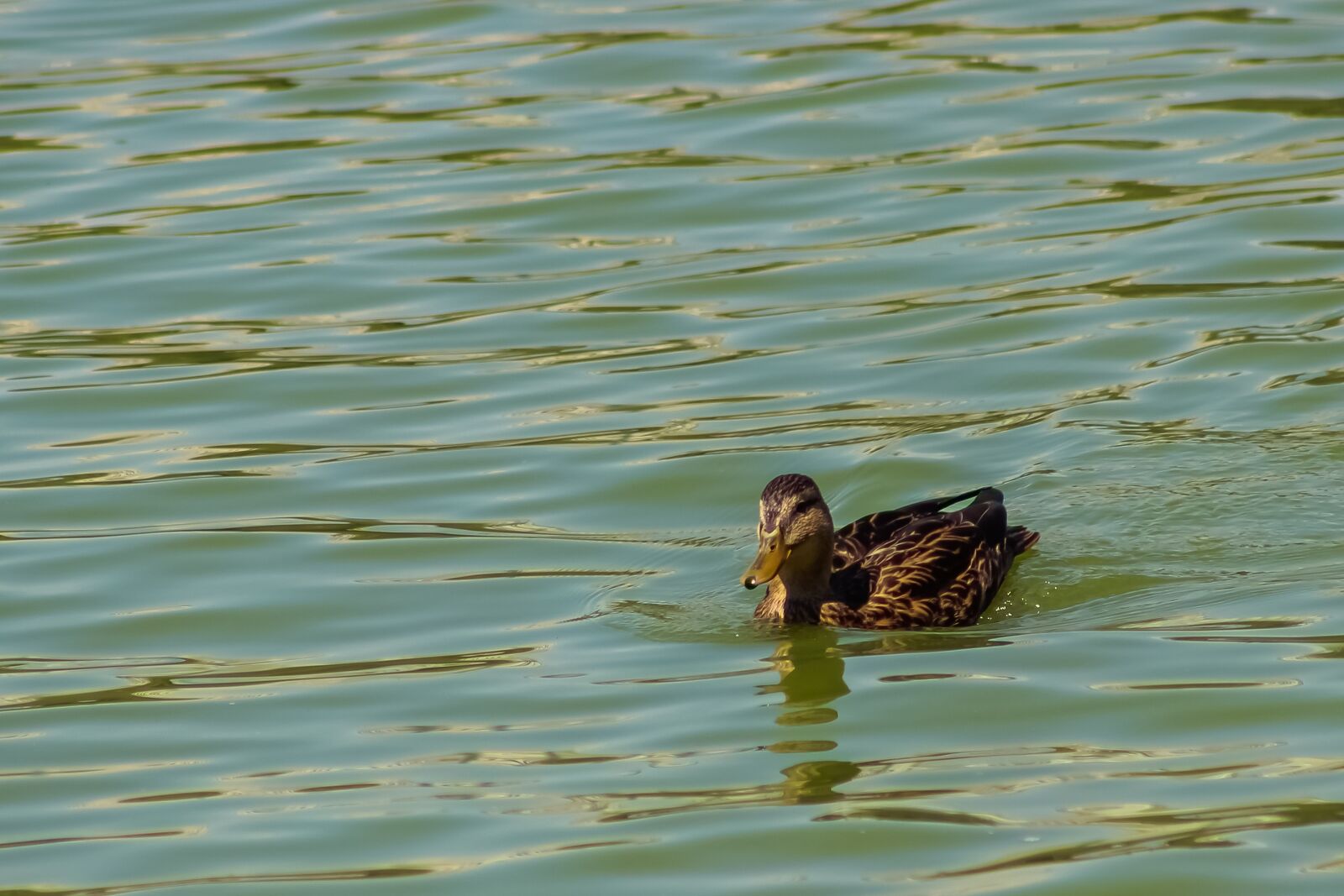 Canon EOS 600D (Rebel EOS T3i / EOS Kiss X5) sample photo. Duck, lake, nature photography