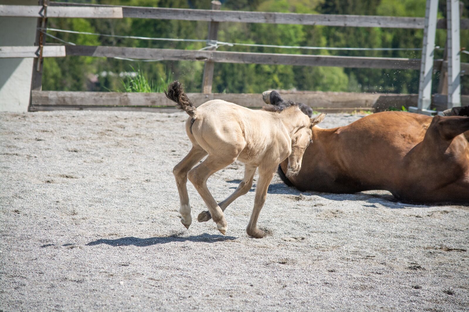 Nikon D7100 sample photo. Foal, newborn, young animal photography