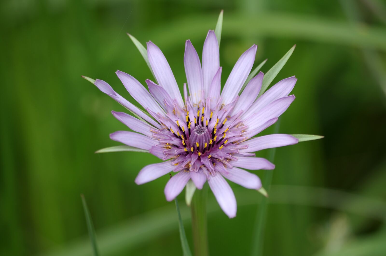 Pentax K-50 sample photo. Purple, flower, plant photography
