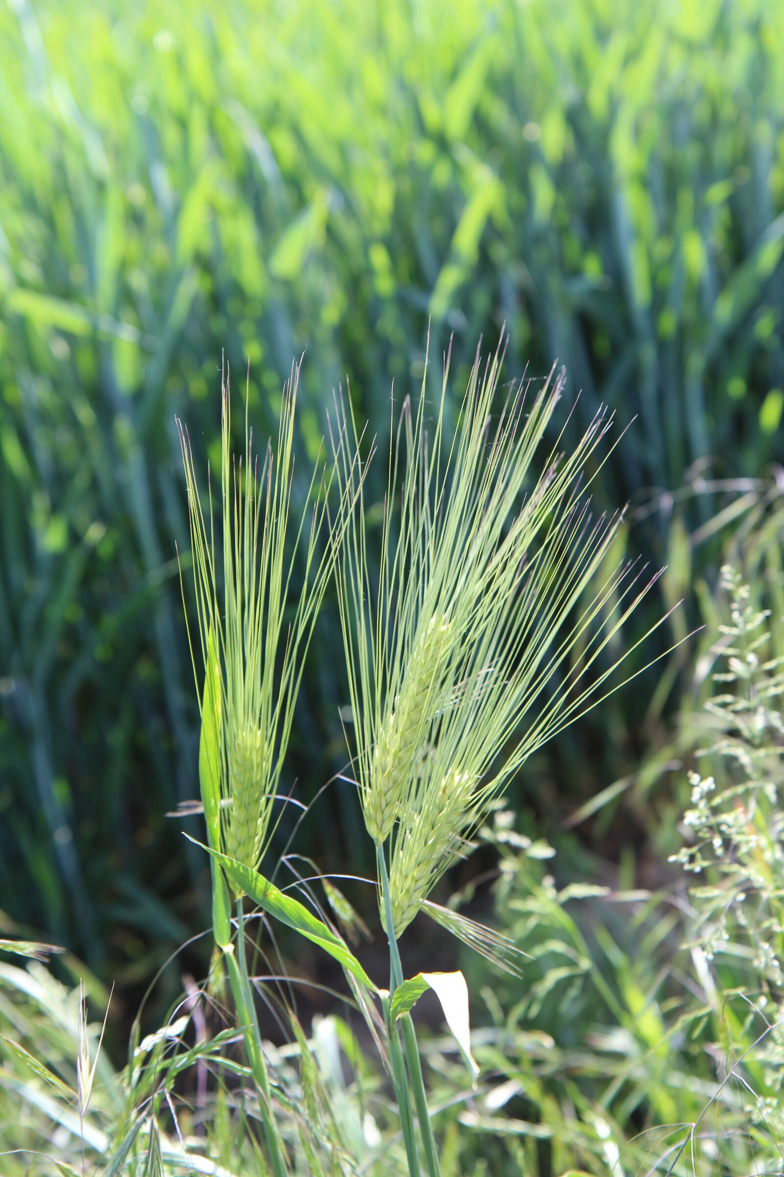 Canon EOS 600D (Rebel EOS T3i / EOS Kiss X5) sample photo. Wheat, ear of corn photography