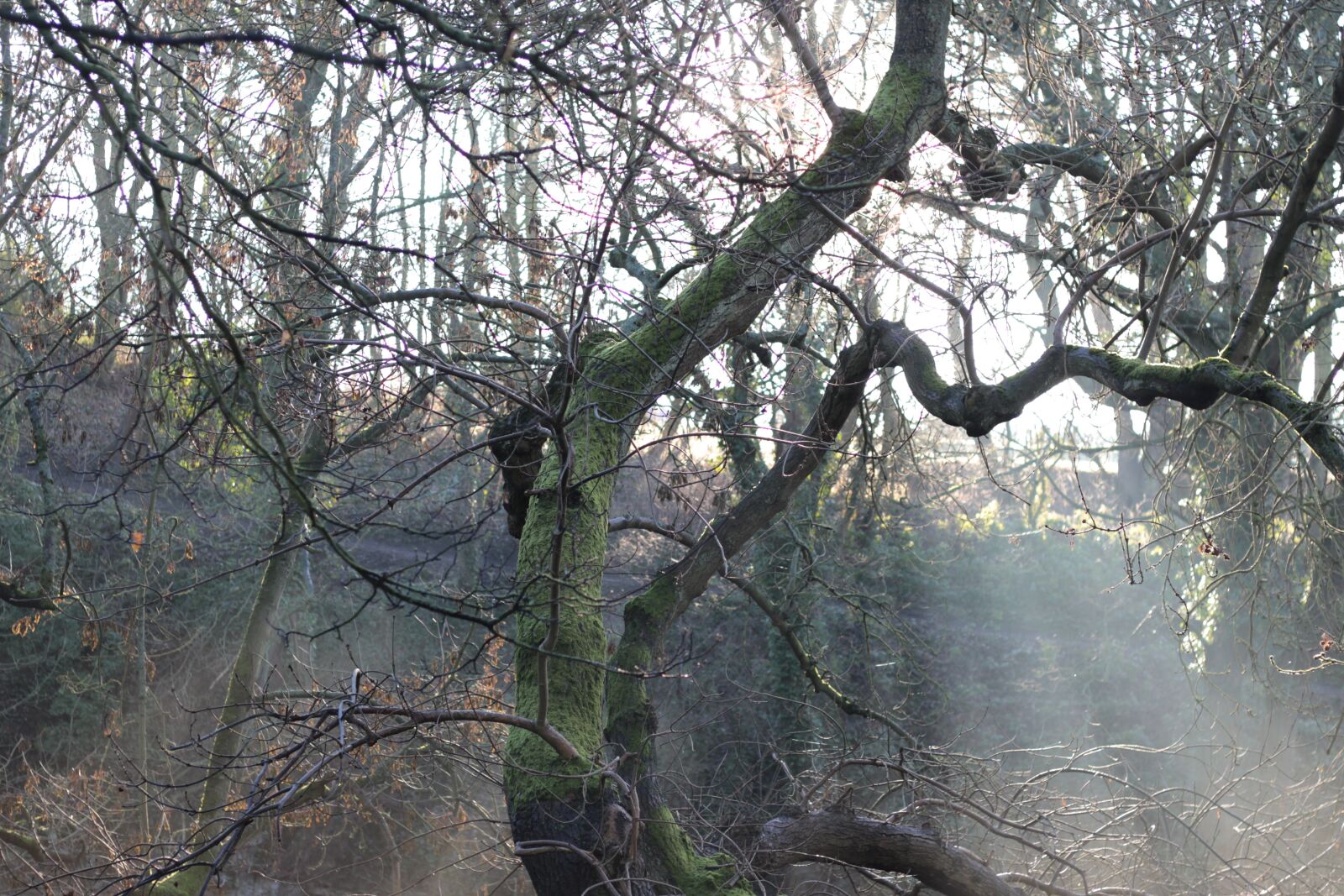 Canon EOS 700D (EOS Rebel T5i / EOS Kiss X7i) + Canon EF 50mm F1.8 STM sample photo. Forrest, tree, sun photography