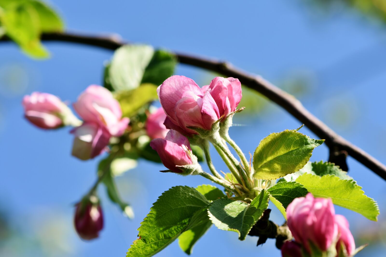 Nikon D7200 sample photo. Apple blossom, blossom, bloom photography