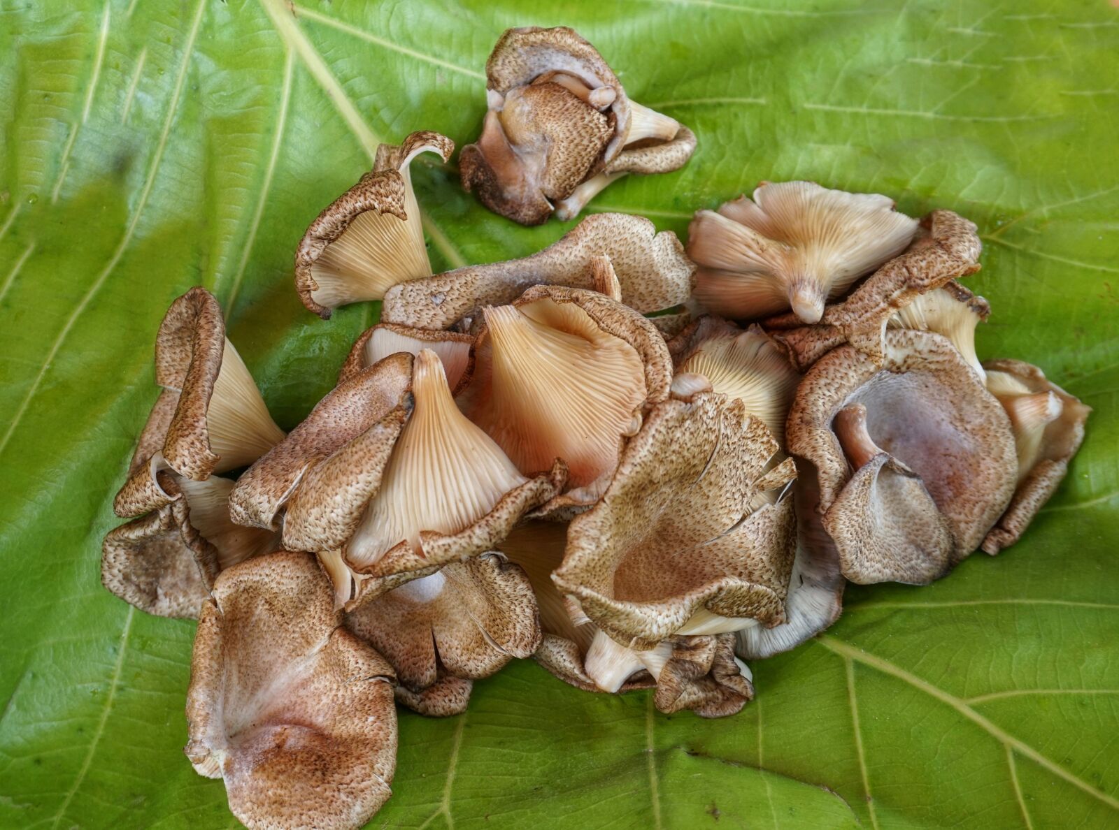 Sony a6300 sample photo. Wild, wood, mushrooms photography