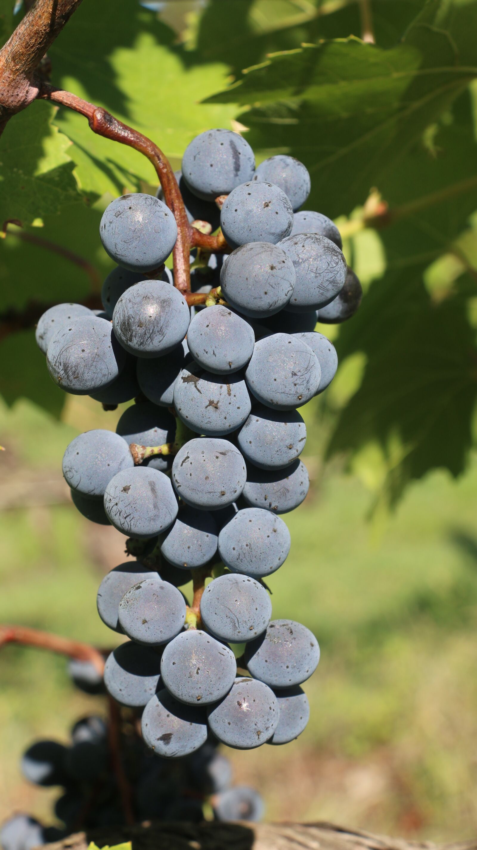 Canon EOS 70D sample photo. Fruit, grapes, nature photography