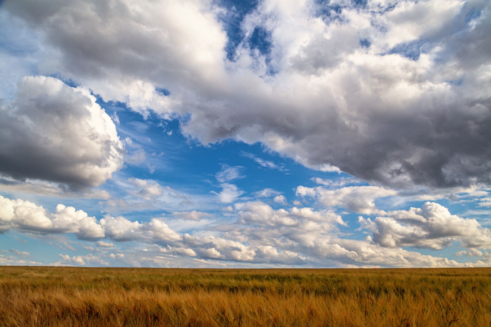 Canon EOS 6D + Canon EF 24-105mm F4L IS USM sample photo. Field, cornfield, clouds photography