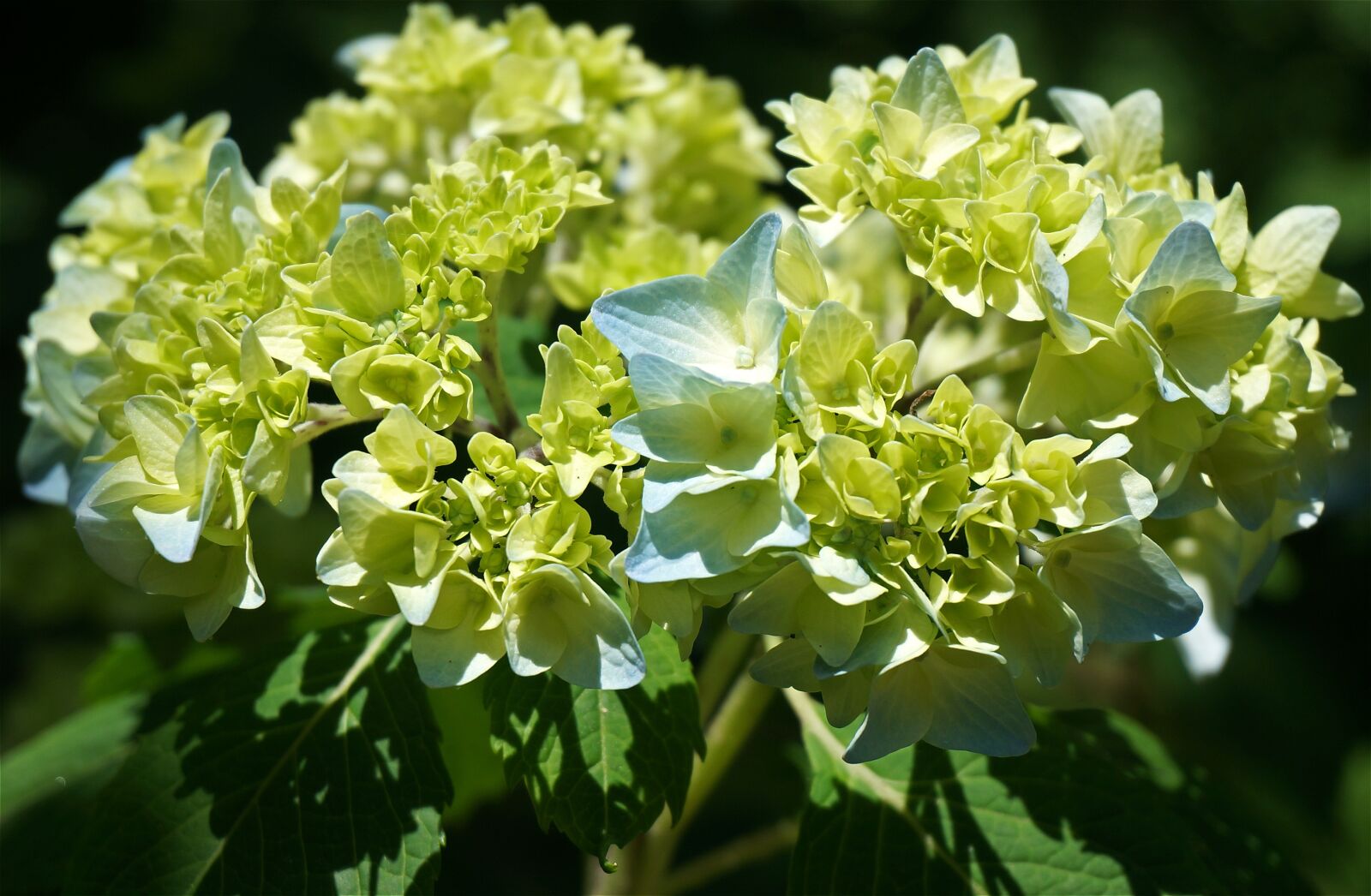 Sony Alpha NEX-5T sample photo. Blue hydrangea, hydrangea, blossoms photography