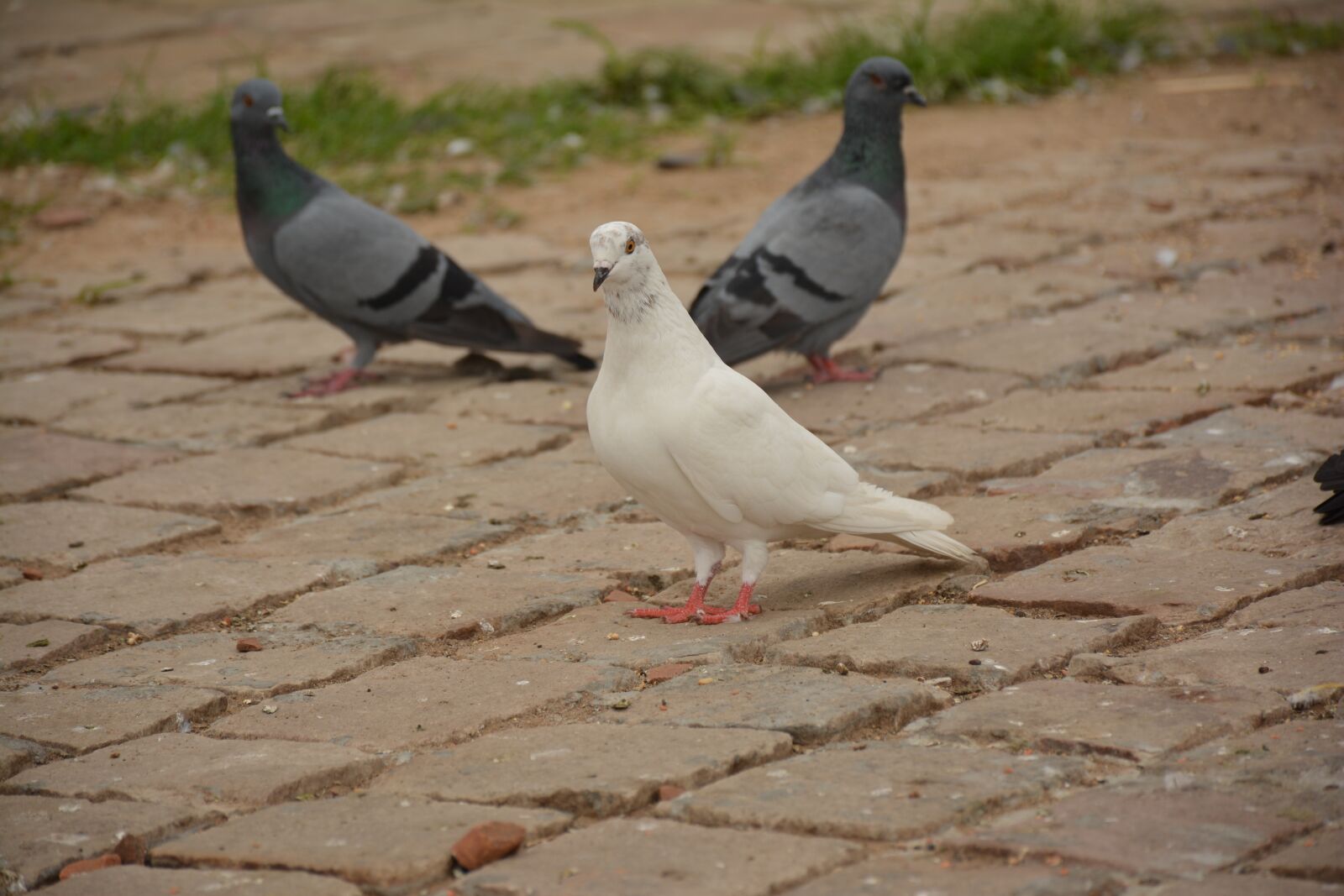Nikon D5200 sample photo. Bird, white, piegon photography