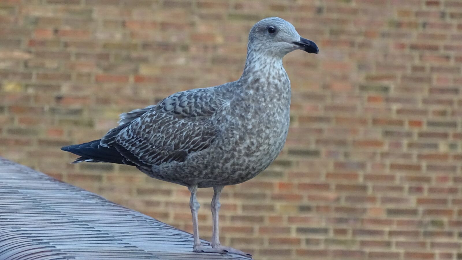 Sony Cyber-shot DSC-HX400V sample photo. Seagull, wilhelmshaven, north sea photography