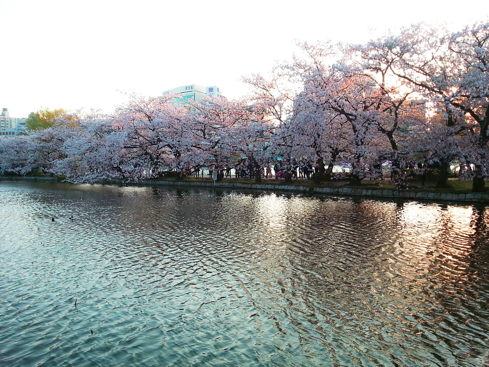 Samsung Galaxy S3 sample photo. Cherry, blossom, spring, springtime photography