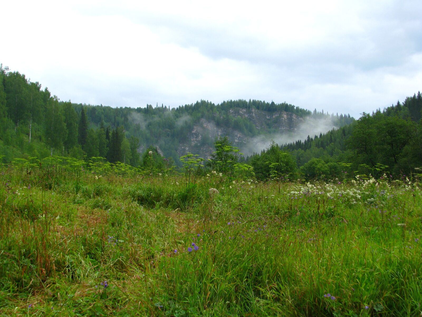 Canon POWERSHOT S5 IS sample photo. Forest, nature, summer photography