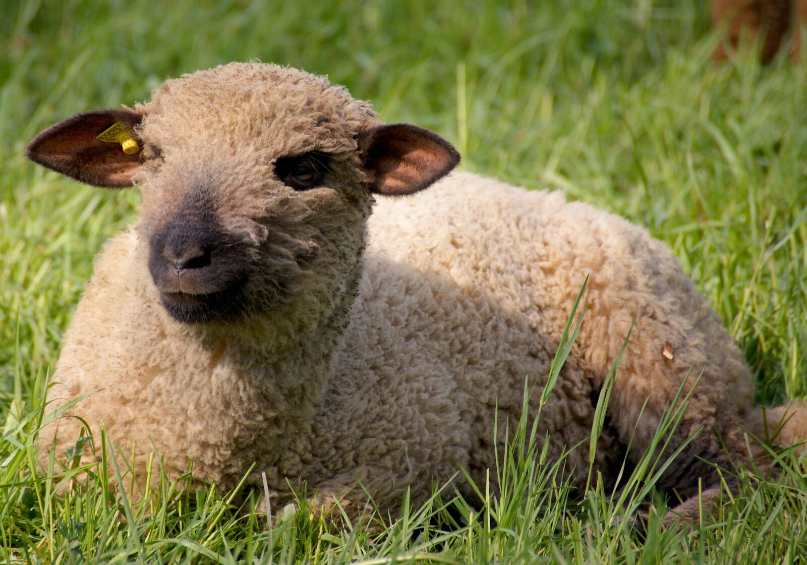 Sony Alpha DSLR-A350 sample photo. Sheep, animal, wool photography
