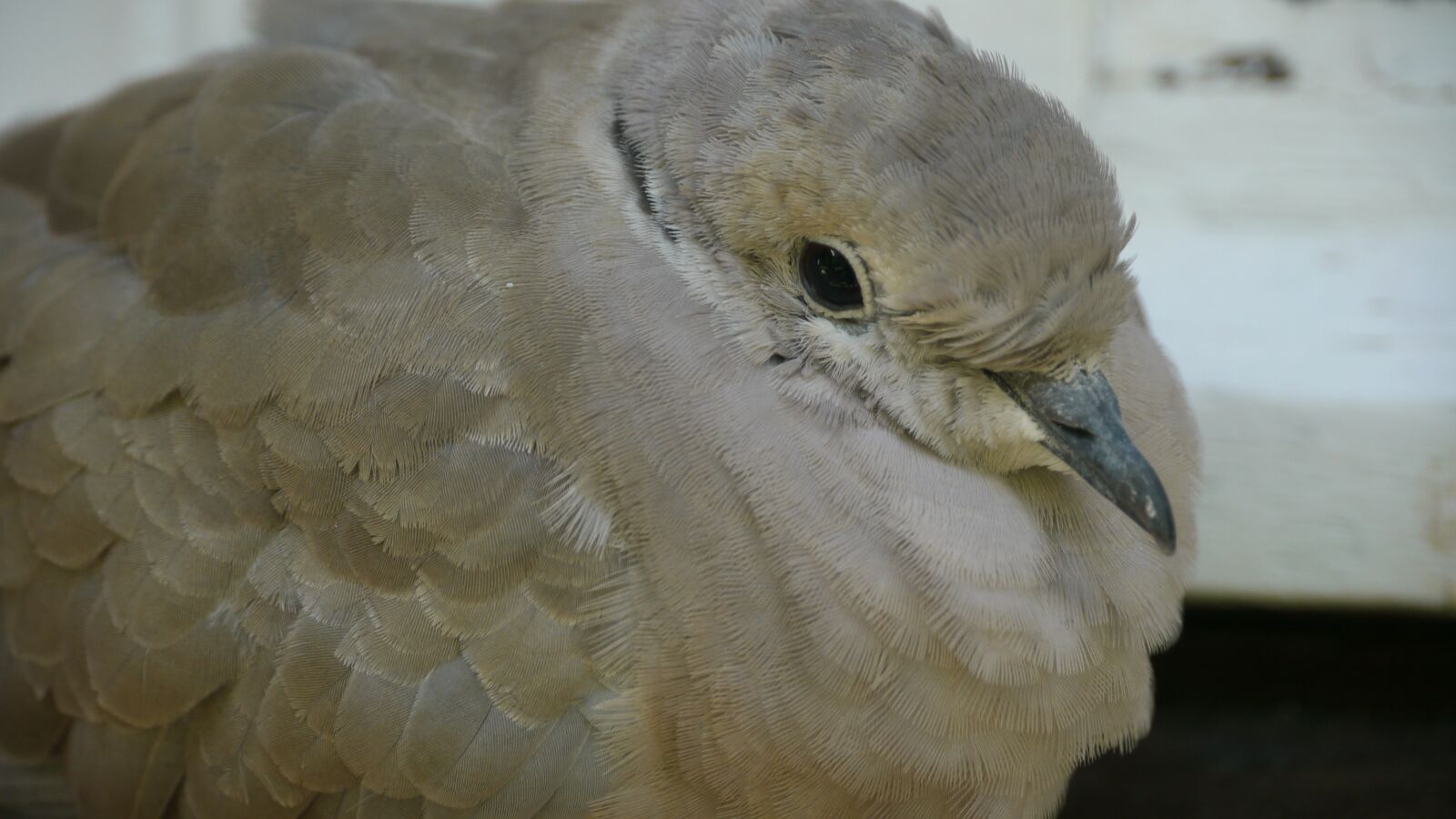 Panasonic Lumix DMC-GH1 sample photo. Dove, bird, animals photography