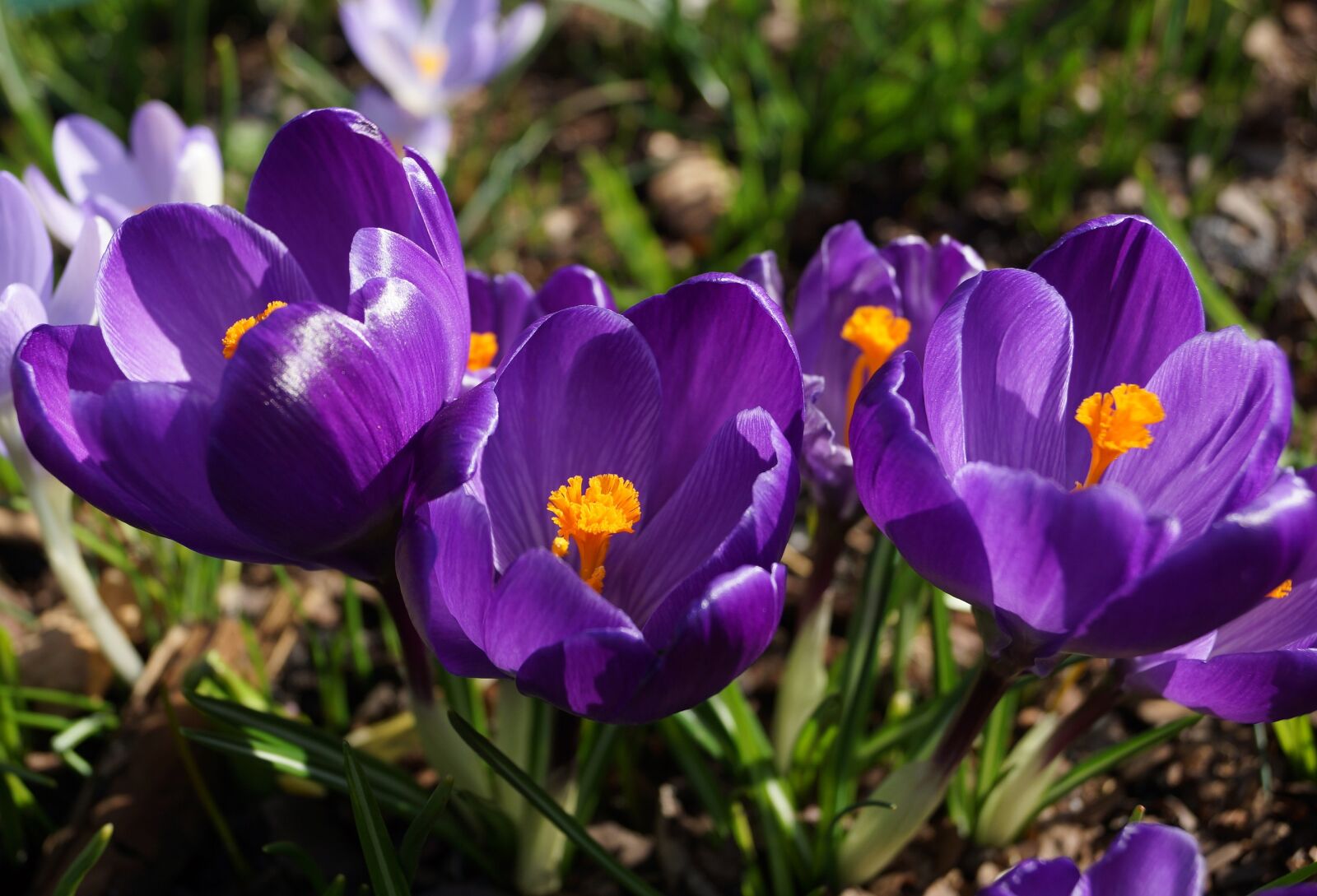 Sony SLT-A65 (SLT-A65V) + Sony DT 18-55mm F3.5-5.6 SAM sample photo. Flora, spring, flowers photography