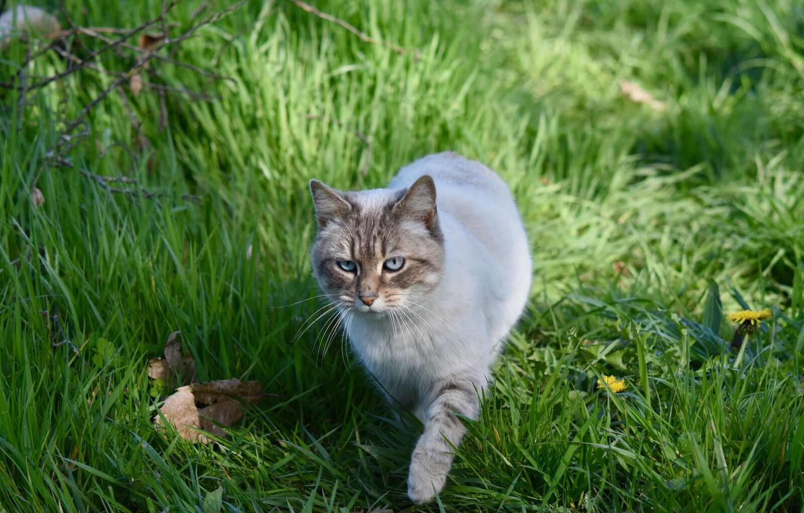 Nikon D5600 sample photo. Cat, cat on the photography