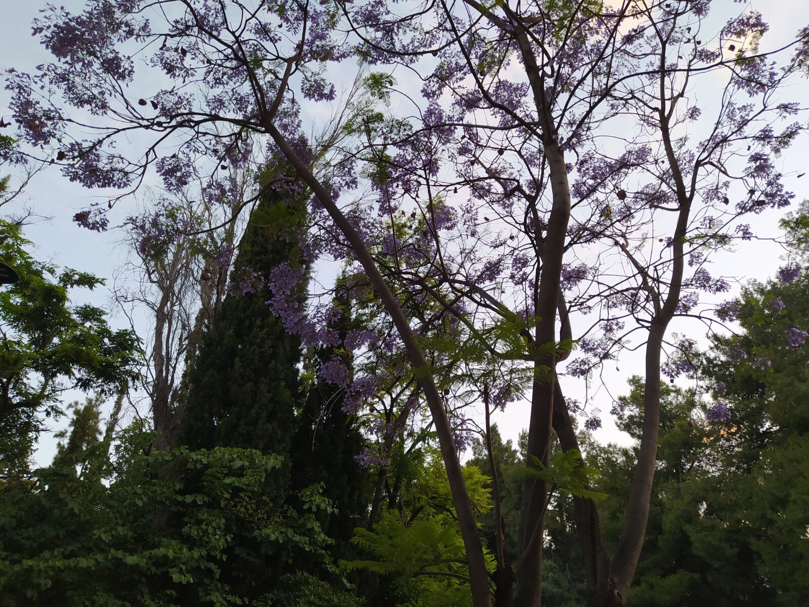 Xiaomi Redmi Note 8 sample photo. αιγάλεω, mparoutadiko, tree photography