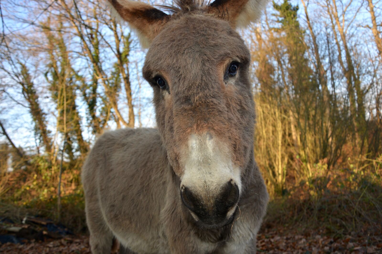 Nikon D5200 sample photo. Donkey, look, head photography