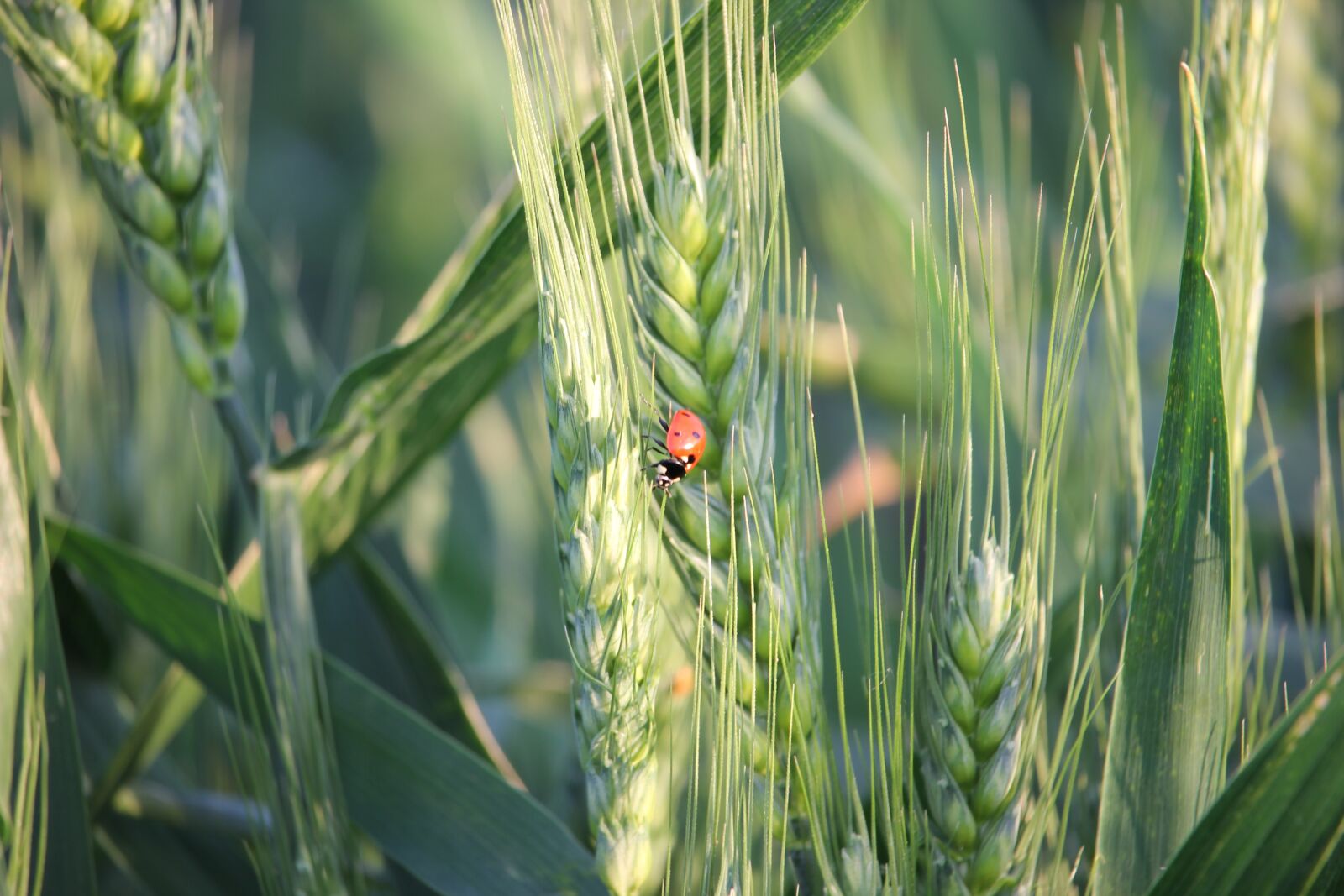Canon EOS 550D (EOS Rebel T2i / EOS Kiss X4) sample photo. Wheat, ladybug, plant photography