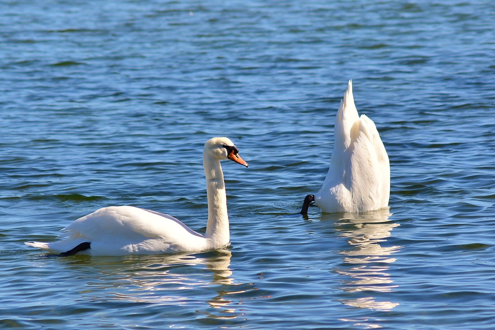 Nikon D5200 sample photo. Swan, diving, dive photography