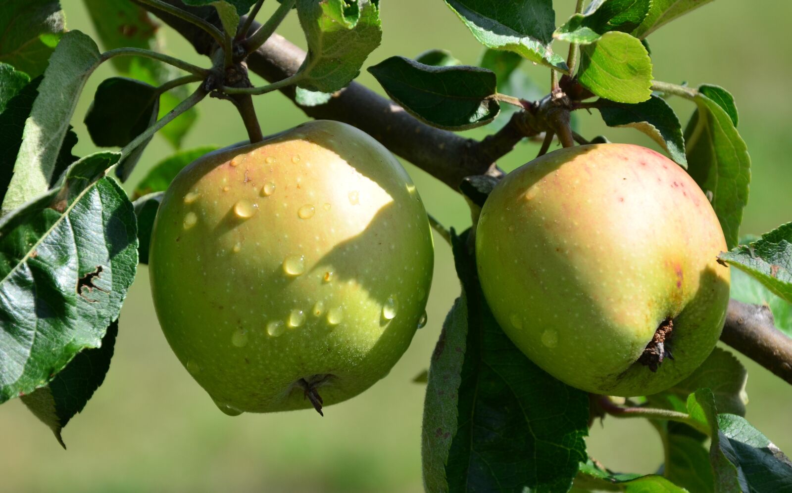 Nikon D5100 sample photo. Apple, drip, nature photography