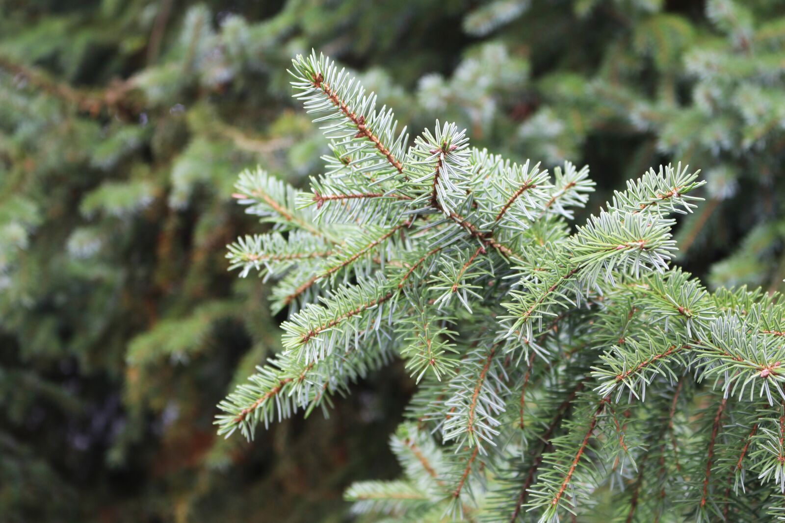 Canon EOS 700D (EOS Rebel T5i / EOS Kiss X7i) sample photo. Fir, firs, conifers photography