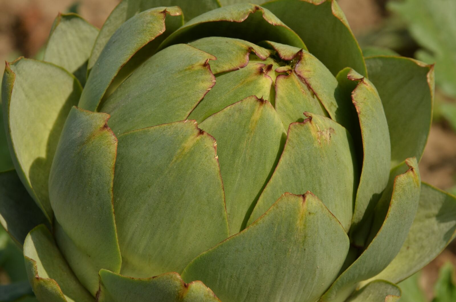 Nikon D7000 sample photo. Artichoke, vegetable, sheet photography