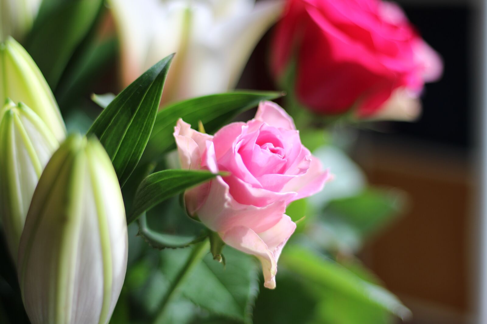 Canon EF 50mm F1.8 STM sample photo. Pink, flower, rose photography