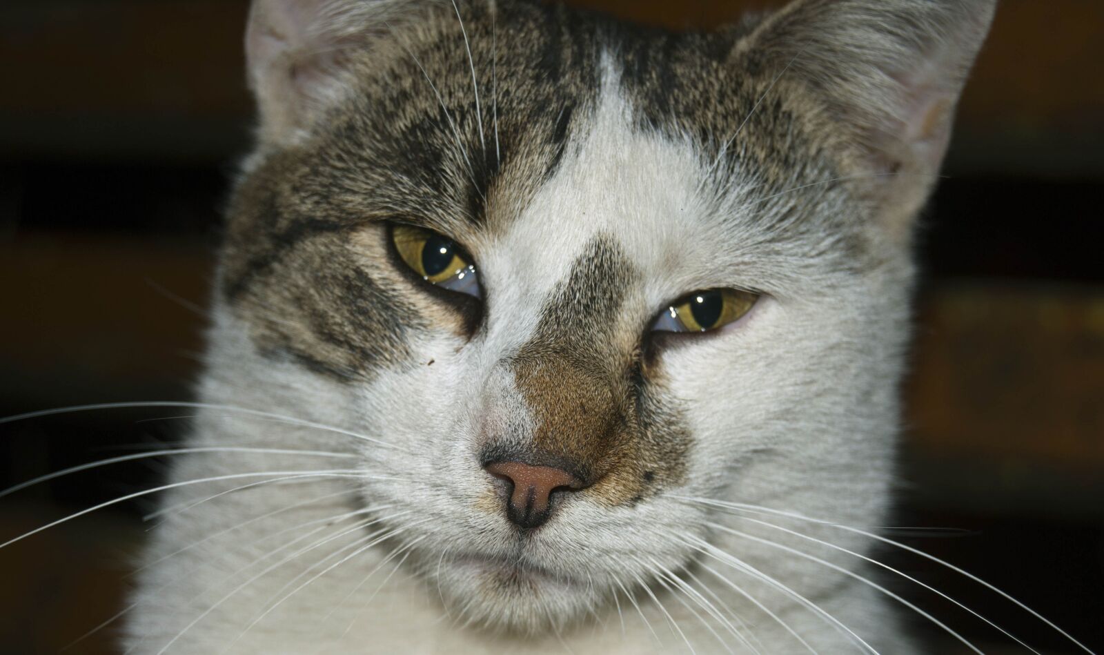 Nikon D90 sample photo. Cat, eyes, feline photography