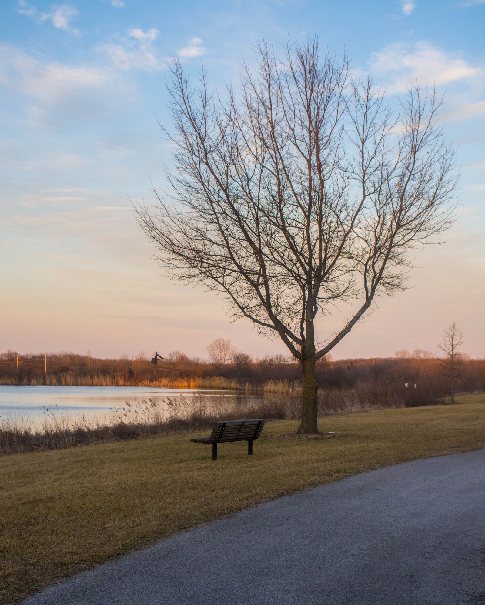 Nikon D7200 sample photo. Tree, nature, landscape photography