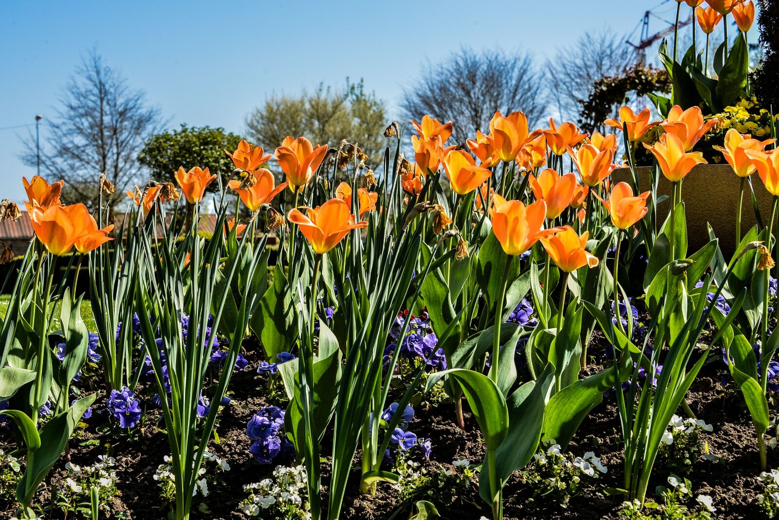 Nikon D800 sample photo. Flower, garden, botanical garden photography