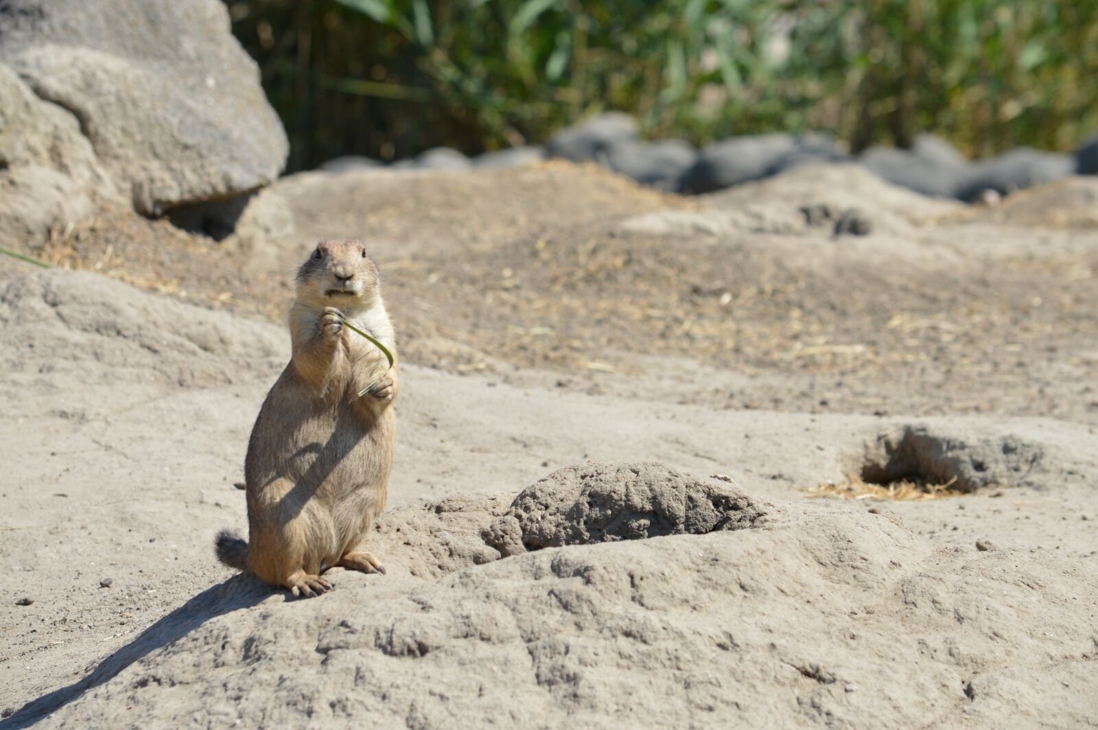 Nikon D3200 sample photo. Prairie dogs, cute, blijdorp photography
