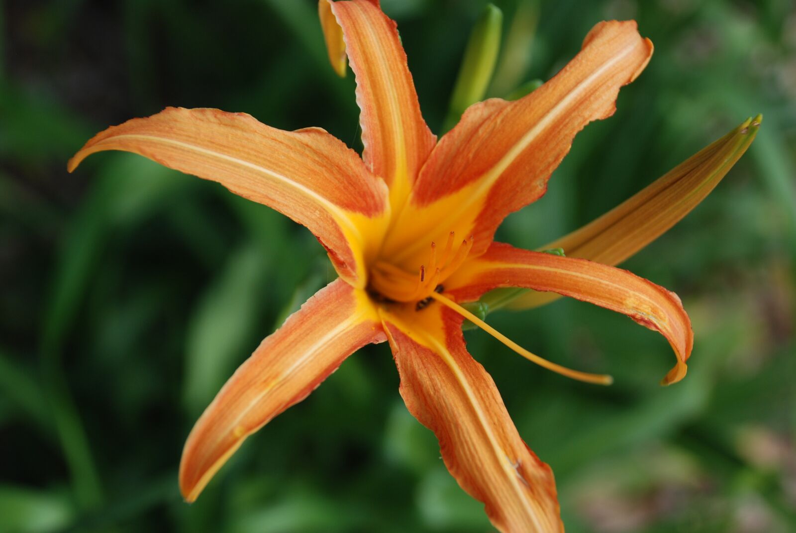 Nikon D80 sample photo. Yellow, orange, flower photography