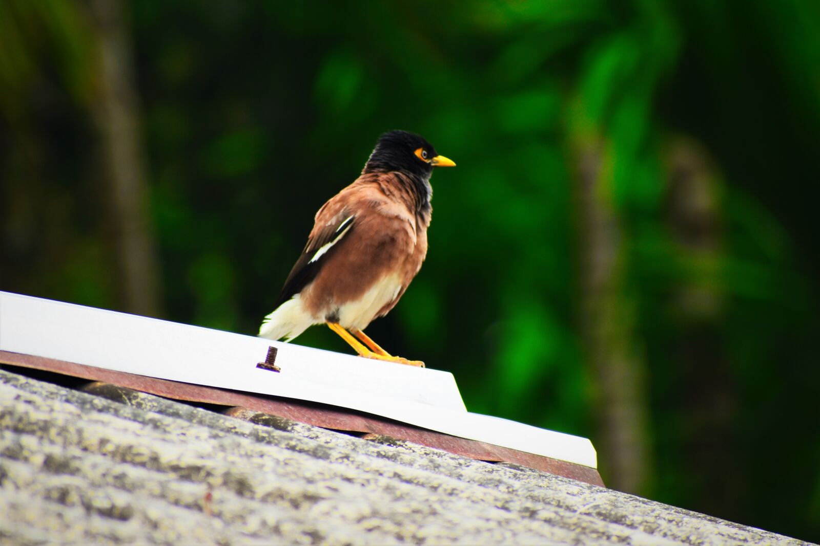 Nikon D5600 sample photo. Bird, nature, wildlife photography