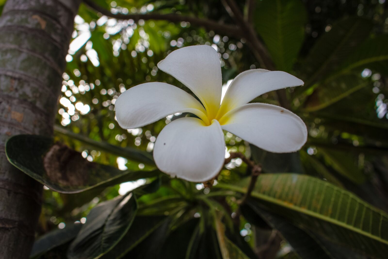 Canon EOS 700D (EOS Rebel T5i / EOS Kiss X7i) sample photo. Plumeria, flower, more information photography