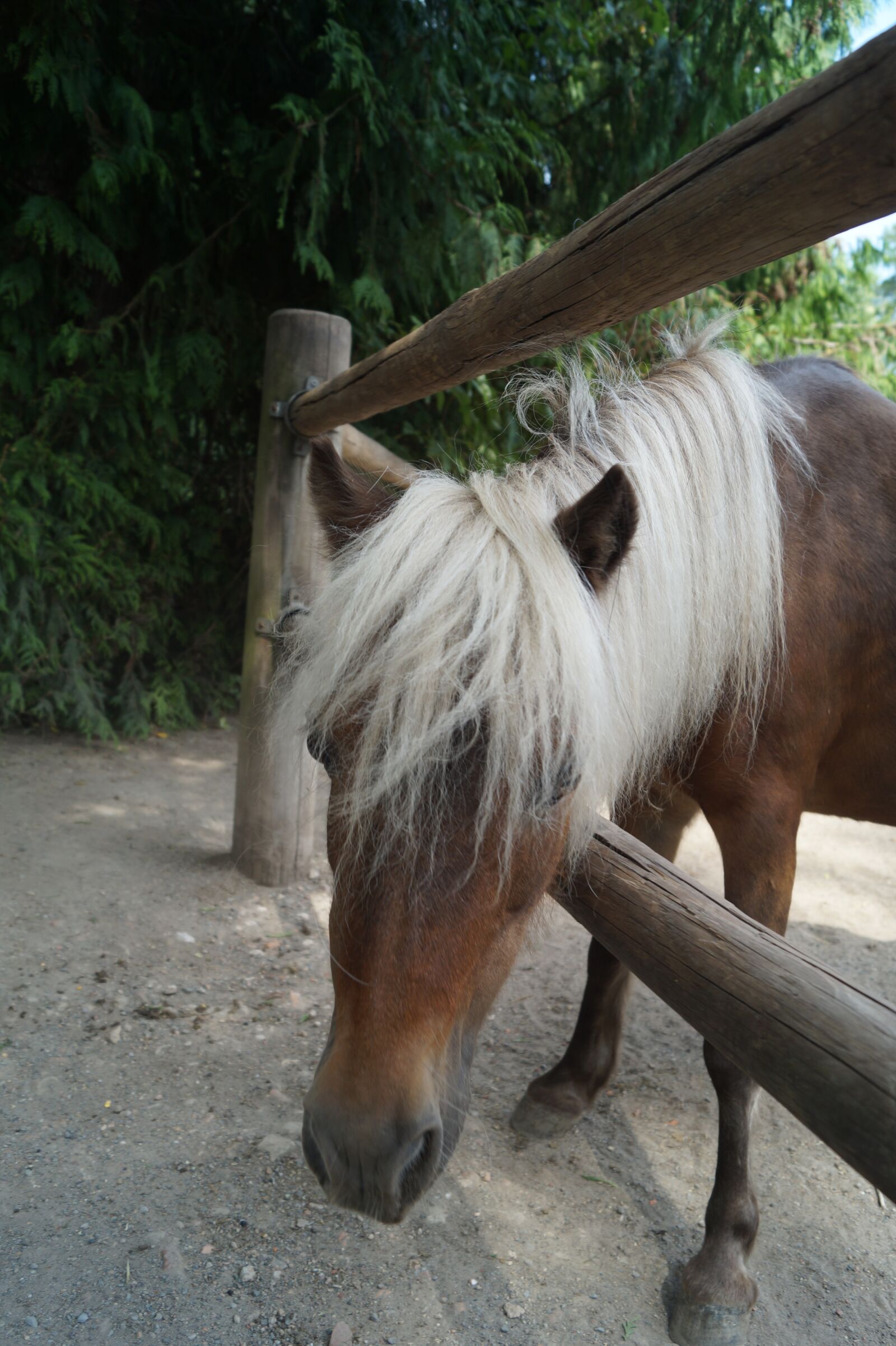 Sony DT 18-55mm F3.5-5.6 SAM II sample photo. Zoo, horse, pony photography