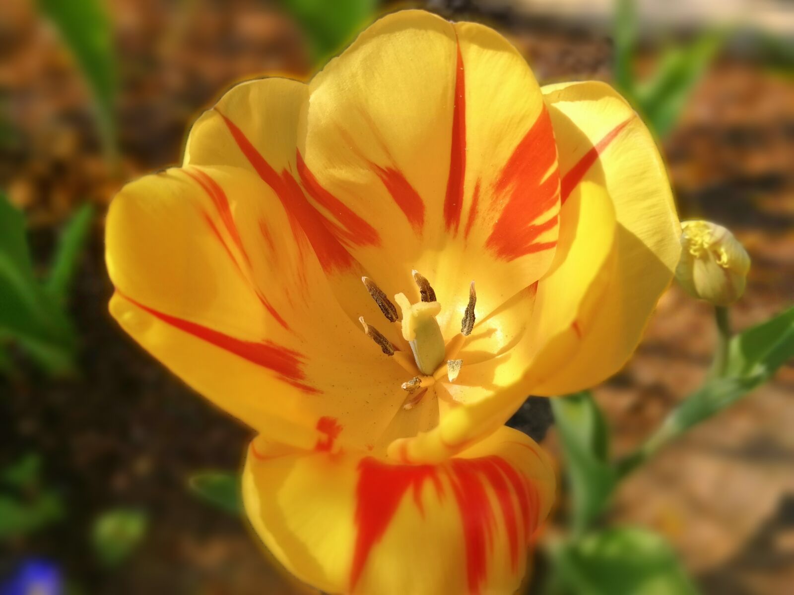 HUAWEI P10 sample photo. Flower, nature, plant photography