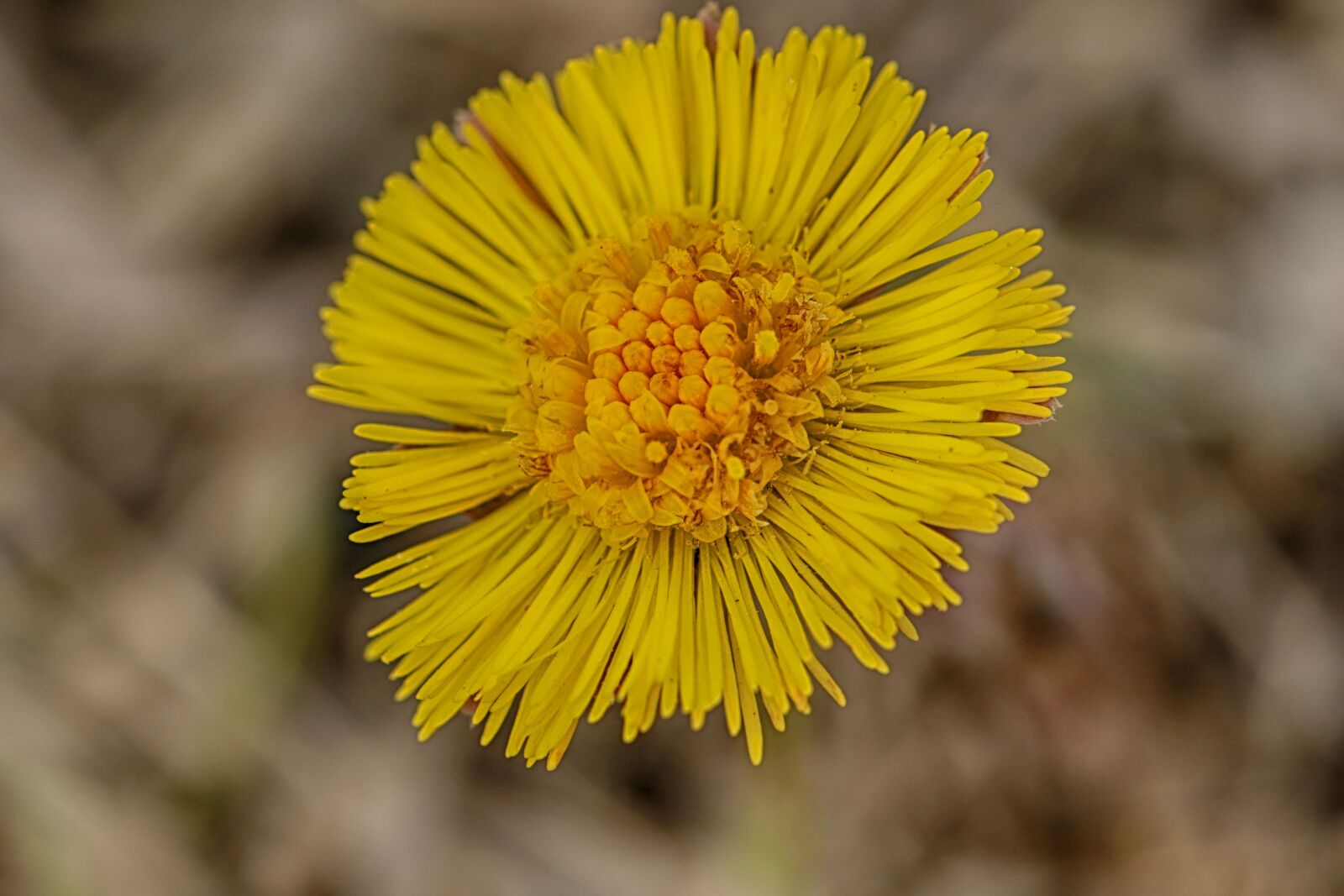 Canon EF 100mm F2.8L Macro IS USM sample photo. Coltsfoot, yellow, spring photography