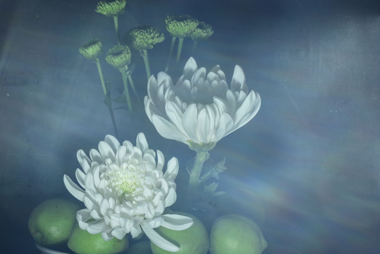 Nikon D5500 sample photo. Chrysanthemum, petal, white photography