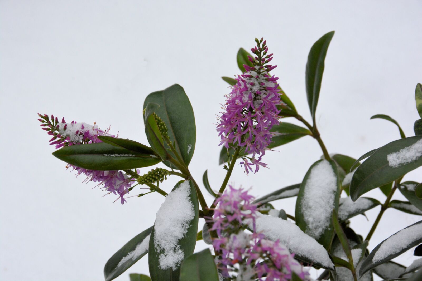 Nikon D7100 sample photo. Snow, flower, purple photography