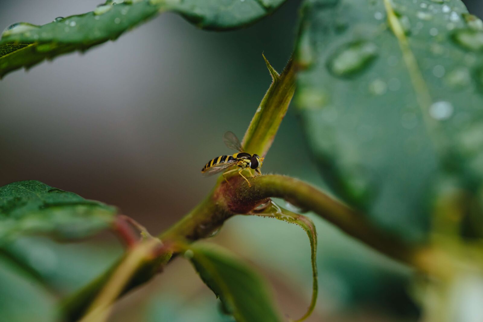 Canon EF 100mm F2.8 Macro USM sample photo. Branches, green leaf, insect photography