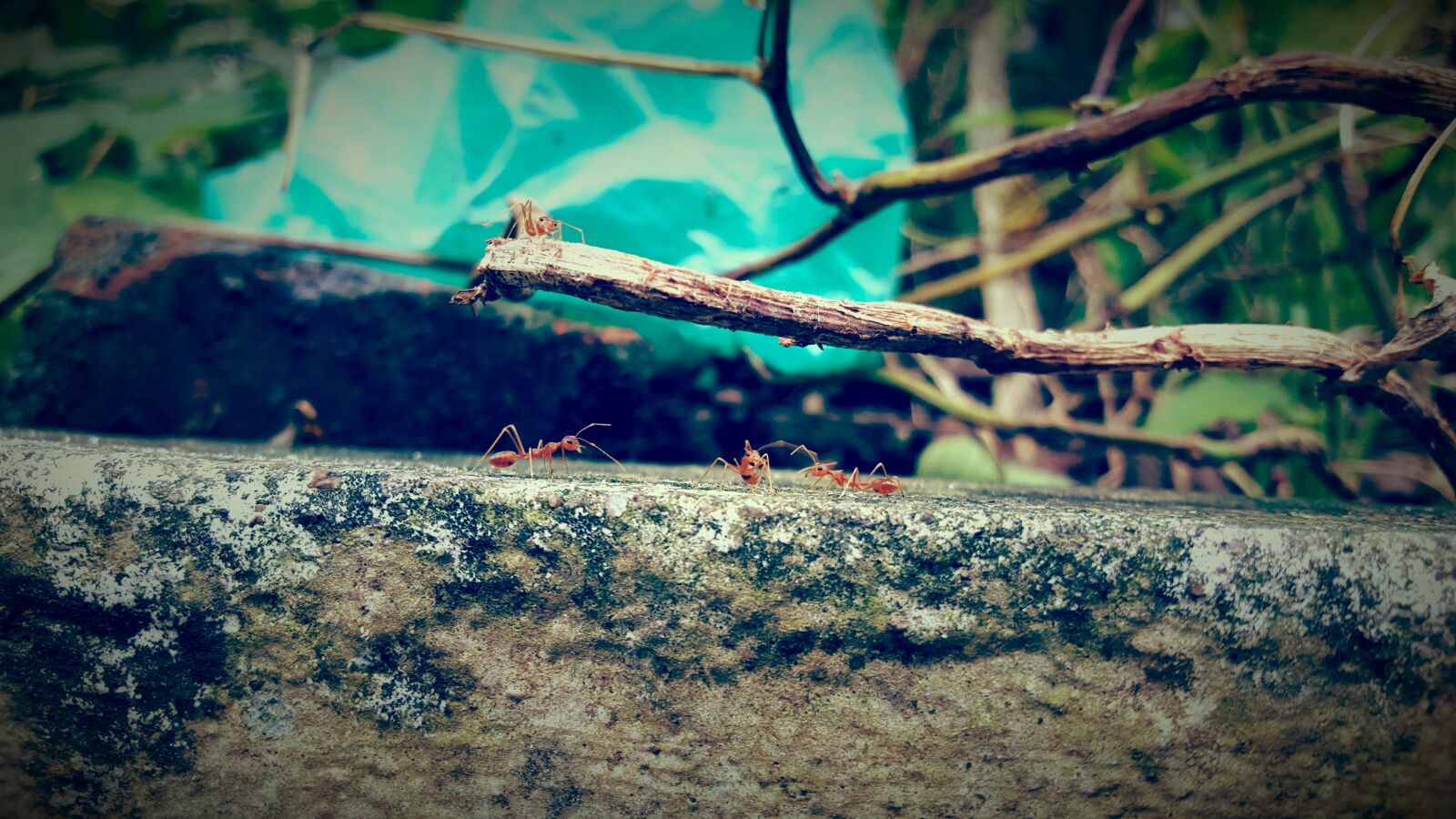 Samsung Galaxy S6 sample photo. Ant on wall, green photography