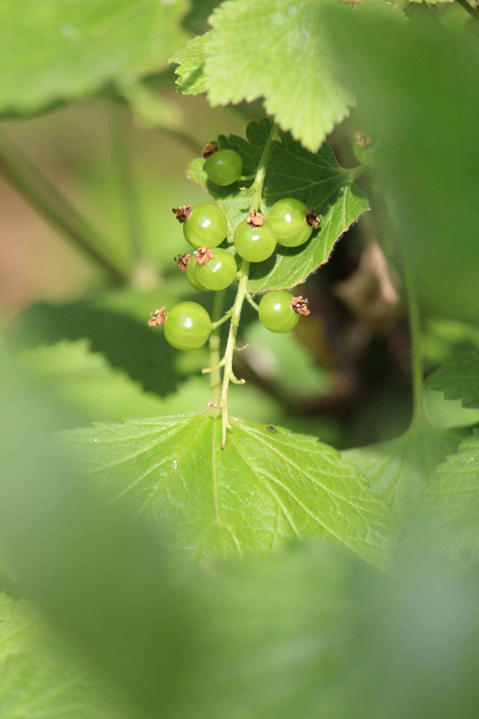 Canon EOS 1200D (EOS Rebel T5 / EOS Kiss X70 / EOS Hi) sample photo. Currant, bush, soft fruit photography