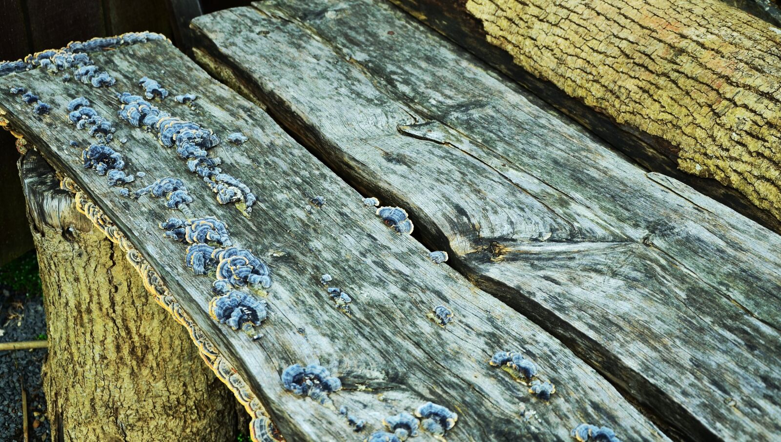 Nikon D5100 sample photo. Wood, old wood, weathered photography